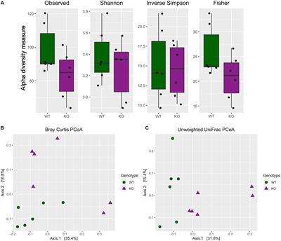 Microbiome Profiling Reveals Gut Dysbiosis in the Metabotropic Glutamate Receptor 5 Knockout Mouse Model of Schizophrenia